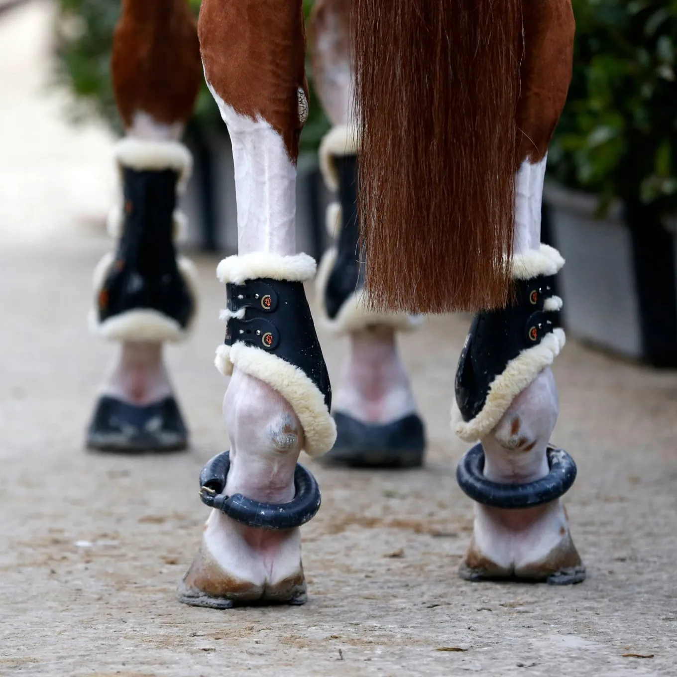 Kentucky Horsewear Sheepskin Fetlock Boots Elastic - Black